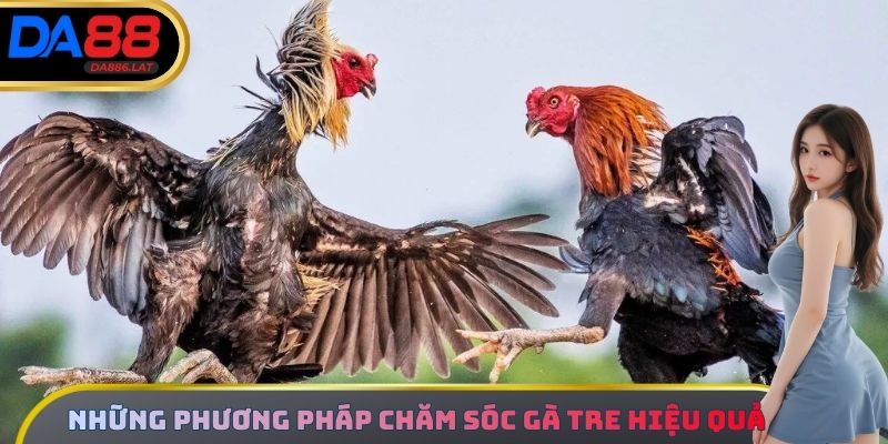 Những phương pháp chăm sóc đá gà tre hiệu quả nhất
