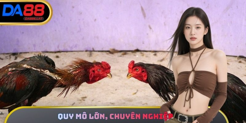 Trường gà đẳng cấp